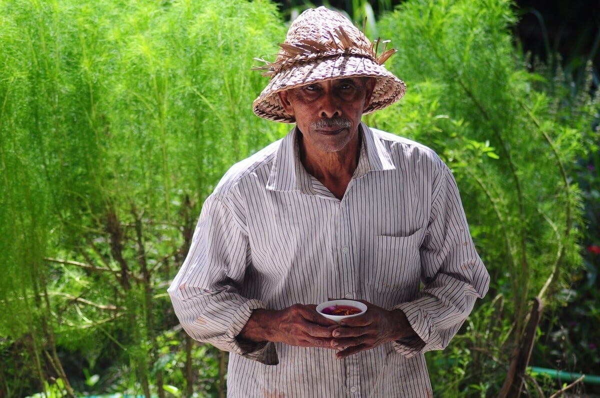 čaj, farmár, čajová plantáž, mountain bali