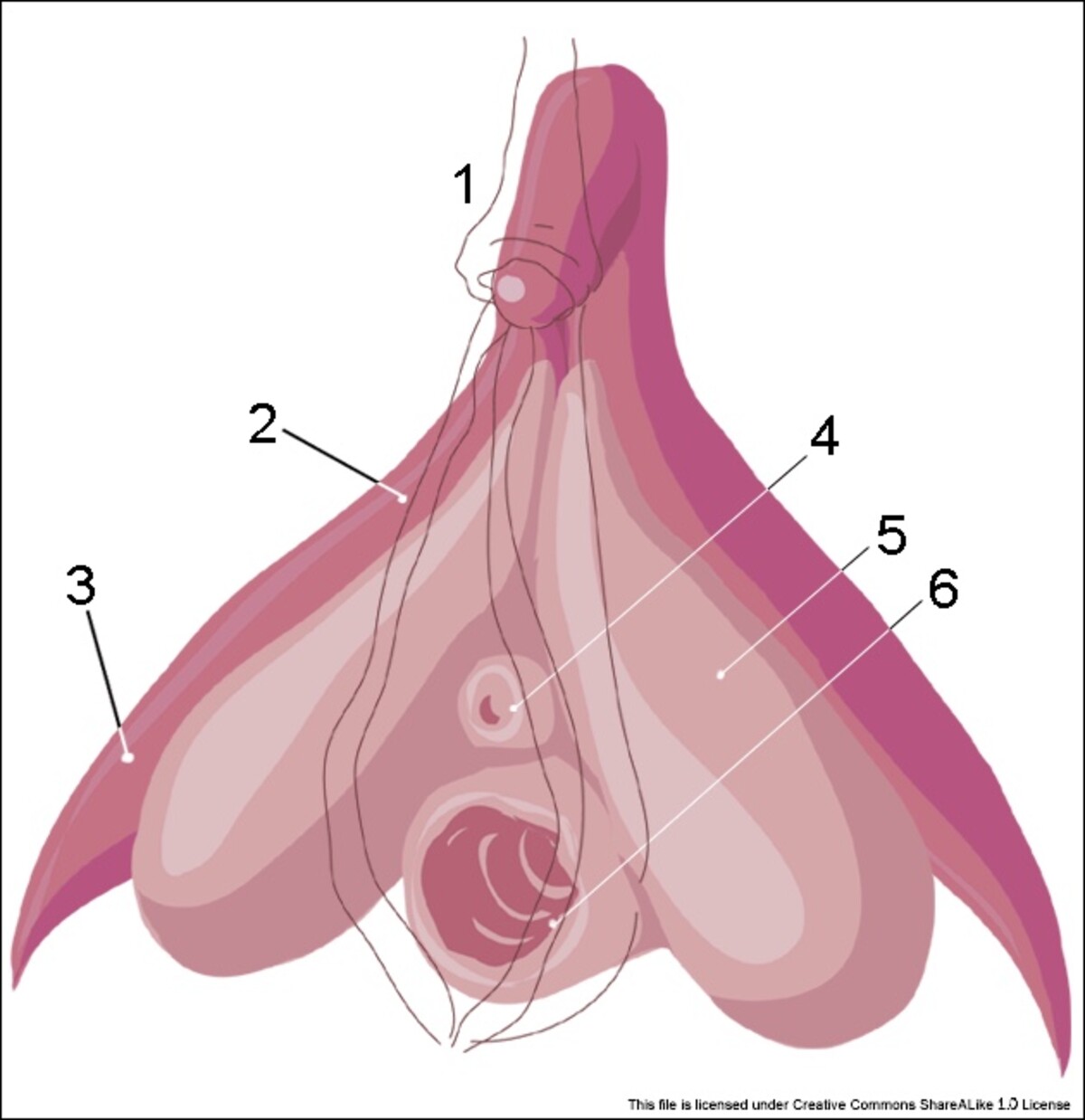 1: poštěváčková kapuce, 2: corpus cavernosum, 3: crus clitoris, 4: ústí močové trubice, 5: bulbus vestibuli, 6: poševní vchod.
