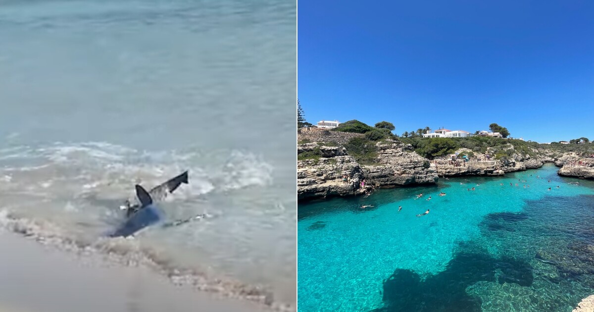 V oblíbené dovolenkové destinaci Čechů a Češek se objevil žralok. Překvapil místní i turisty