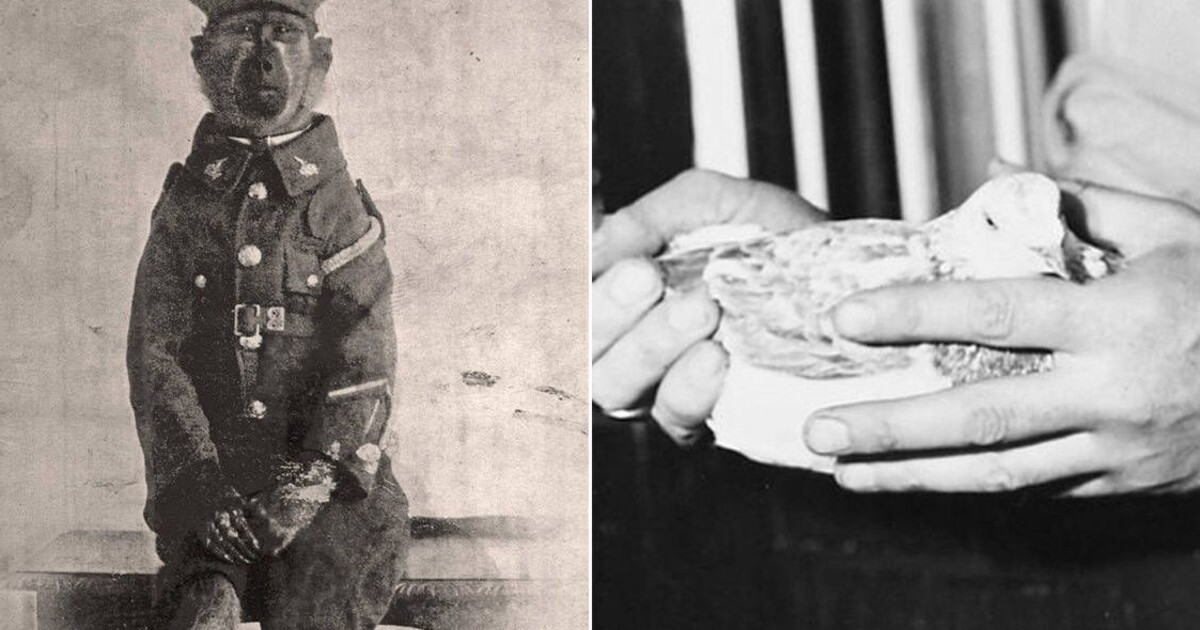 Neuvěřitelné příběhy zvířecích veteránů: Holub to natřel nacistům, pavián přišel o nohu a do smrti psychicky trpěl
