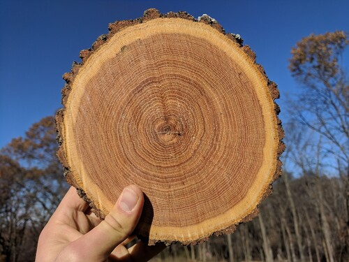 Světlehnědá běl, široké jádro stejné barvy a v řezu výrazná „zrcátka“. To jsou poznávací znaky tohoto dřeva. Je pevné, tvrdé a výrobky z něj vydrží navěky. 