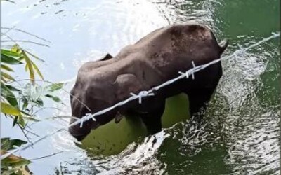 Březí slonice kousla do ovoce, ve kterém byla výbušnina. Následkům zranění podlehla.
