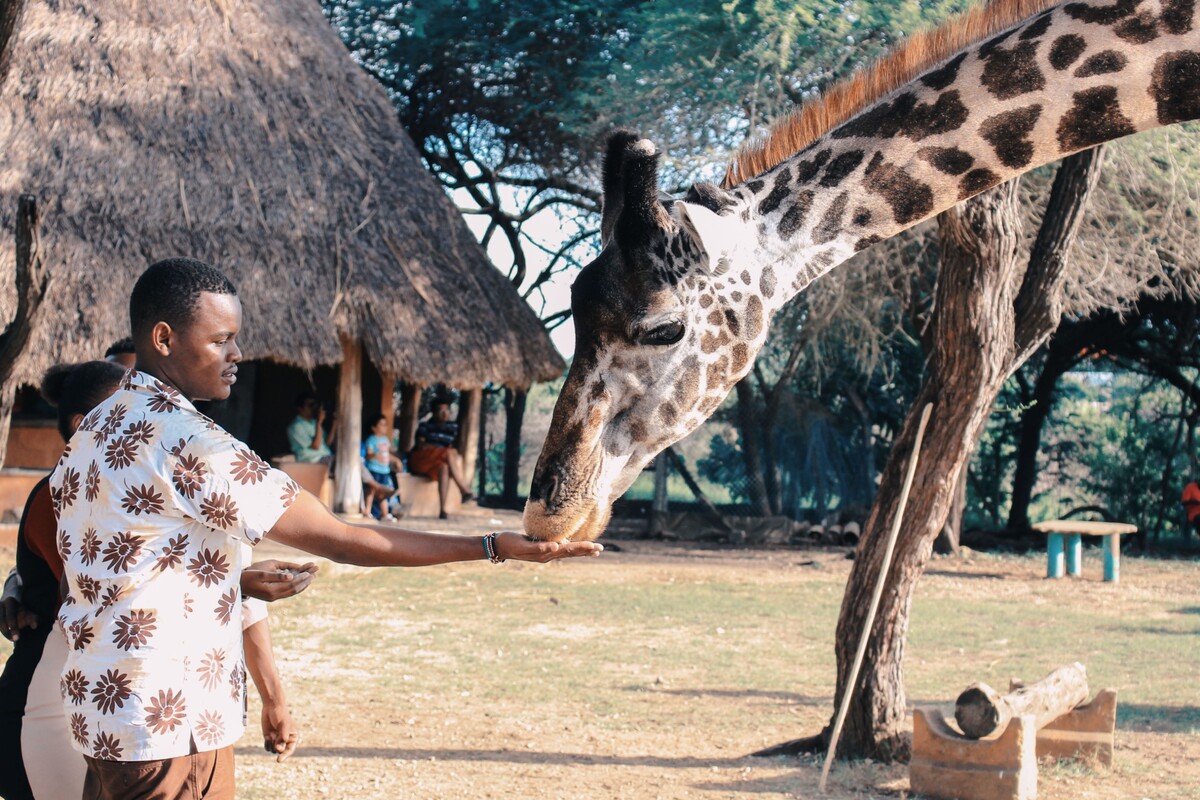 safari, krmení žiraf, afrika