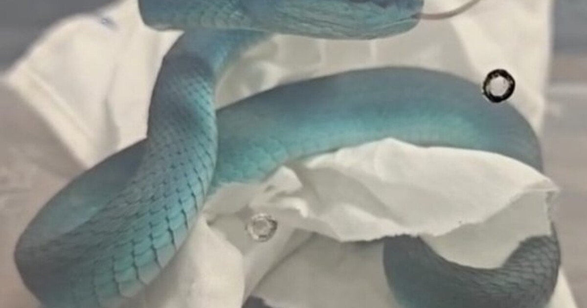 FOTO: Do Bombaje přiletěl muž, který měl v zavazadle desítky jedovatých hadů. To, co našli, překvapilo i místní celníky