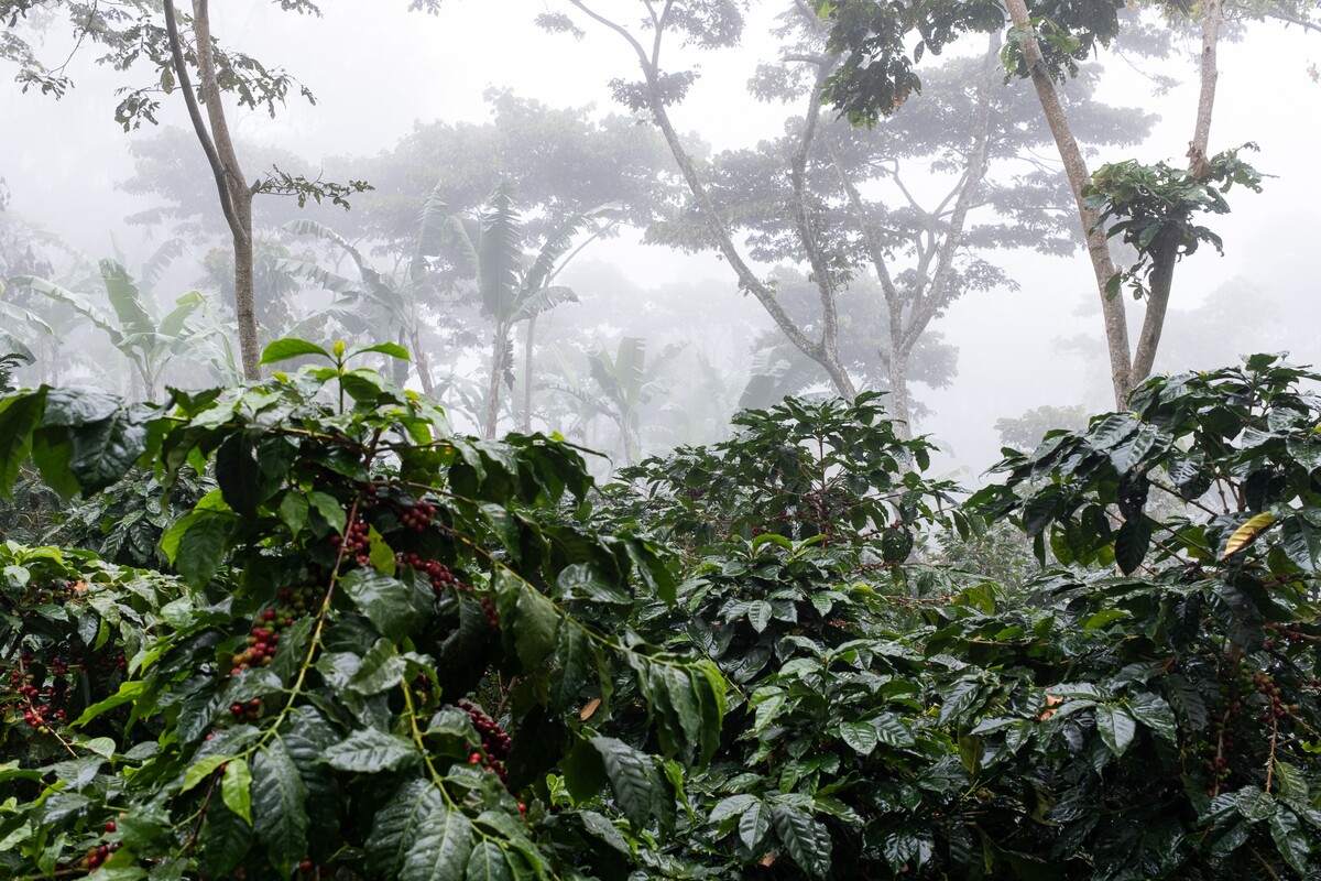 Honduraské kávovníky v džungli. 