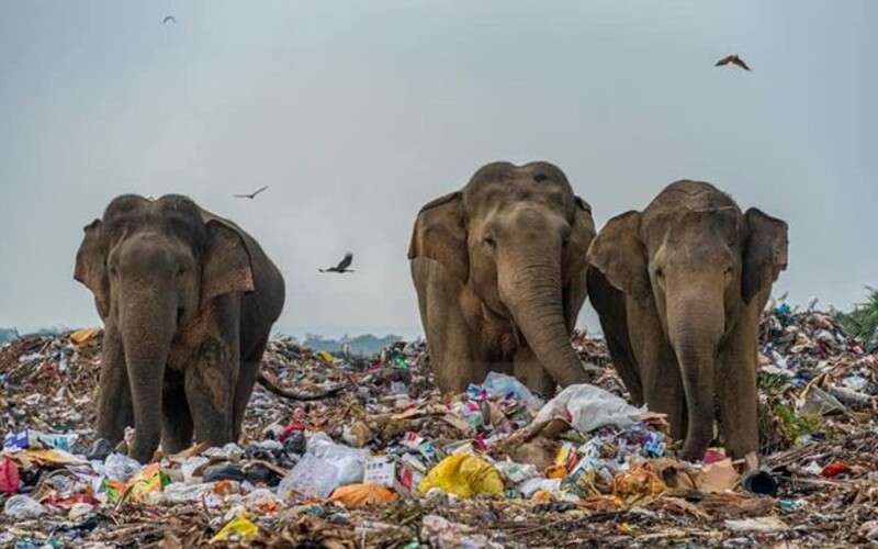 Stádo slonov sa musí brodiť skládkou odpadkov, ktorá im zabrala životný priestor. Smutné fotky podčiarkuje aj viacero úmrtí.