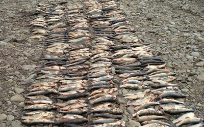 Jazdou v koryte rieky Kysuca niekto zabil aspoň 300 rýb. Polícia hovorí o veľkonočnom masakri.