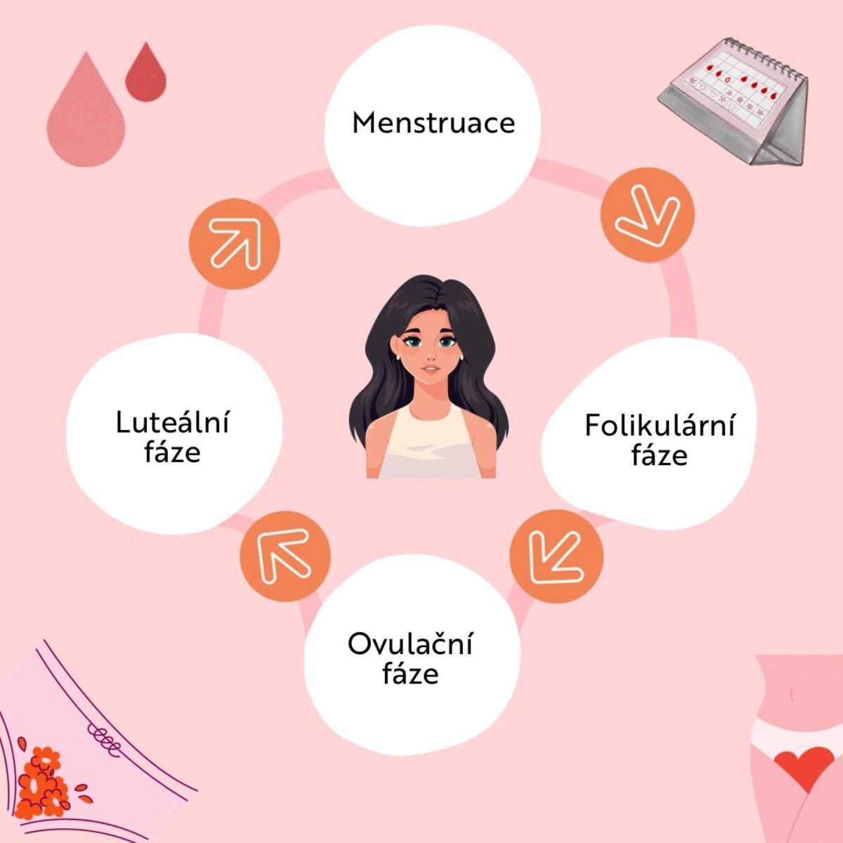 menstruační cyklus, fáze cyklu, menstruace