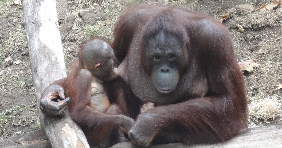 VIDEO: Orangutanka se naučila kojit své mládě díky ošetřovatelce, která jí ukázala, jak na to