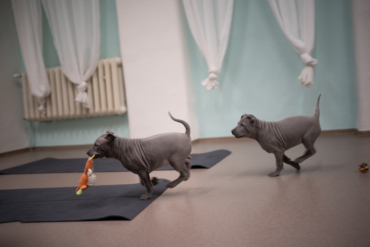 pets yoga prague