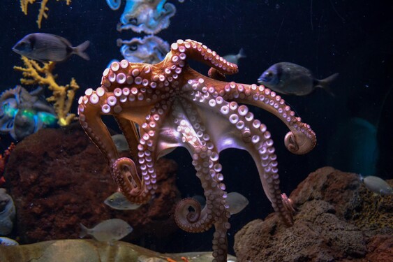 Chobotnica má tri srdcia. 