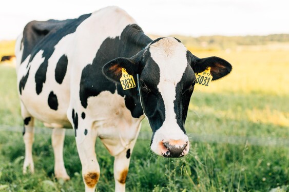 Koľko litrov vody denne vypije dospelá krava?