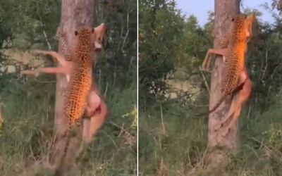 Leopard bez problémov vyniesol na strom svoju korisť. Poradí si aj so zverou, ktorá má 3-krát väčšiu hmotnosť ako on.