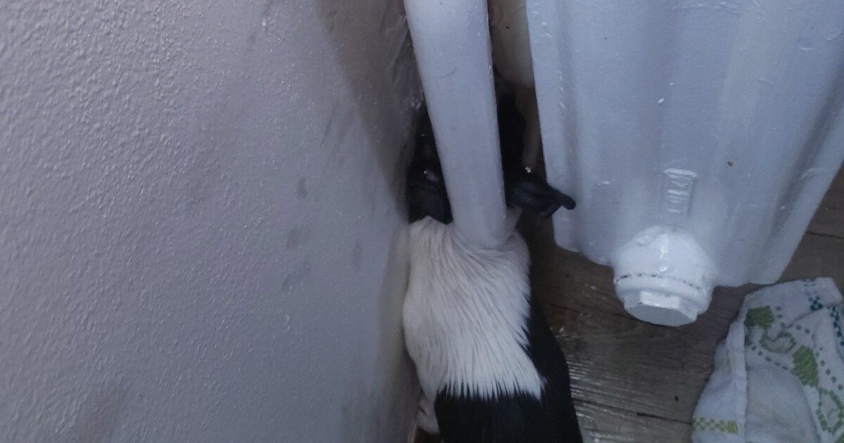 FOTO: Čivava uvázla v topení. Museli ji vysvobodit pražští hasiči