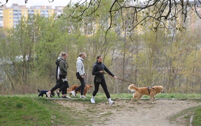 V bratislavskom Novom Meste napadol muž tri ženy za jednu hodinu. Od niektorých žiadal, aby mu dali svojho psa.