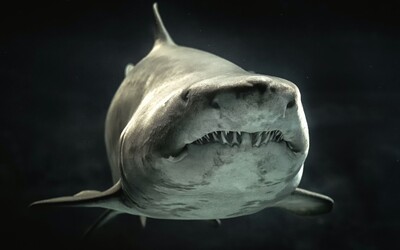 Fotí žraloky zblízka, strach ale nemá. 10 záberov na predátora, z ktorých mrazí
