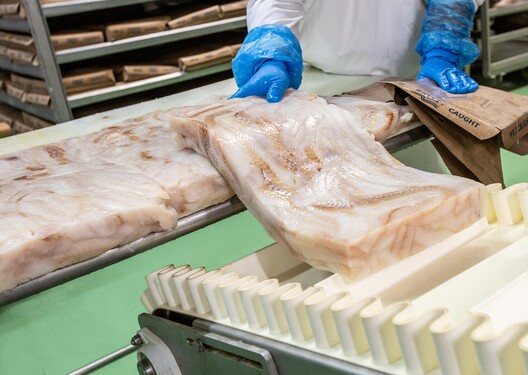 Koľko precestuje mäso z tresky, kým sa dostane do závodu v Žiline? 