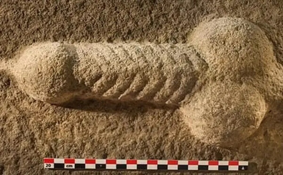 penis, archeolog