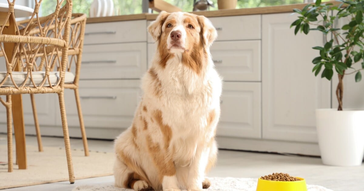 ChatGPT pomohl vytvořit vakcínu proti rakovině psů: Účinnost překvapila vědce