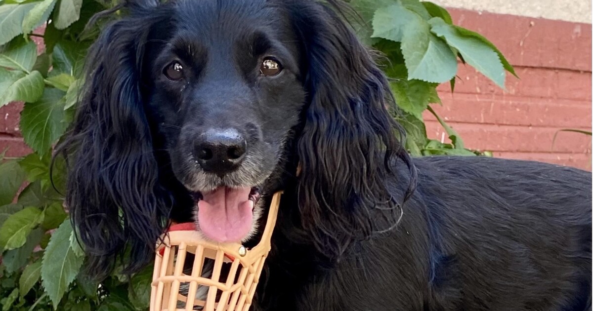 Pes v Hradci Králové sám nastoupil do vlaku a dojel do Pardubic. Nechtělo se mu čekat