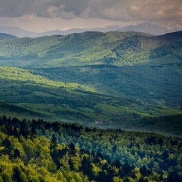 Koľko percent slovenského územia tvoria lesy?