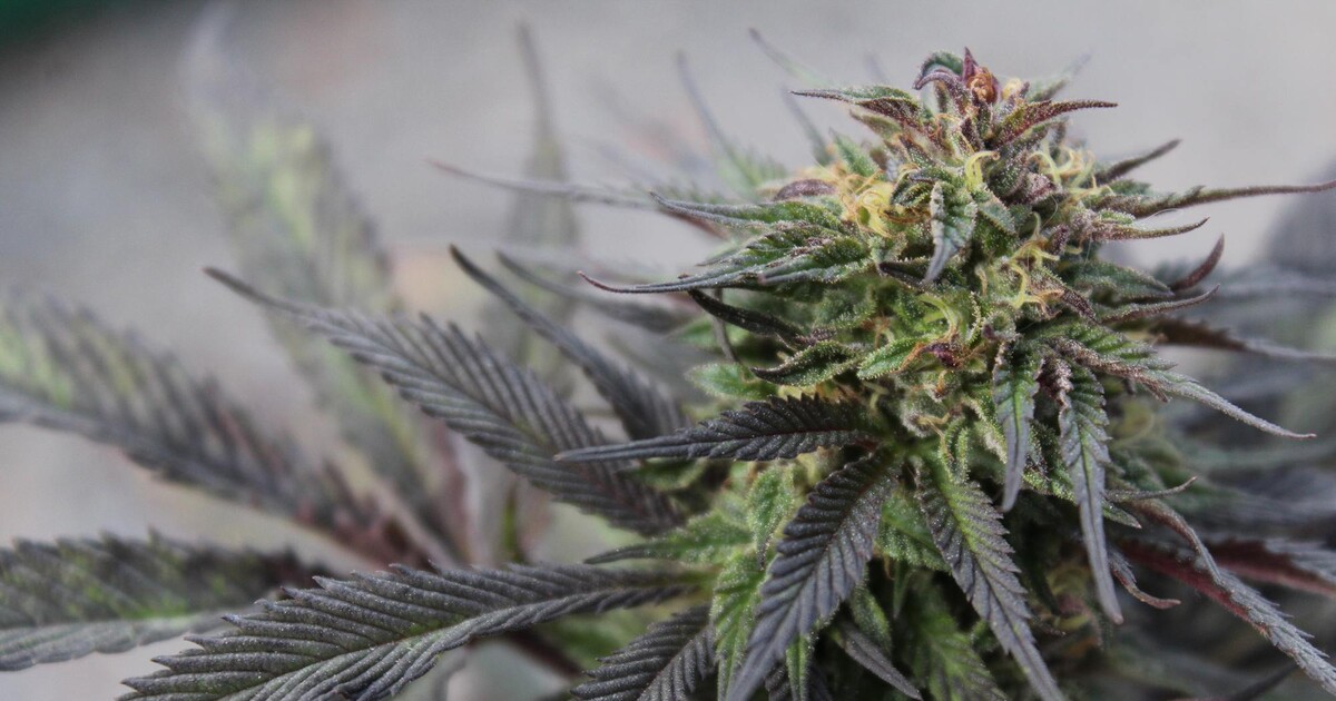 Legalizace marihuany je u našich sousedů na spadnutí, má zemi ušetřit více než miliardu eur