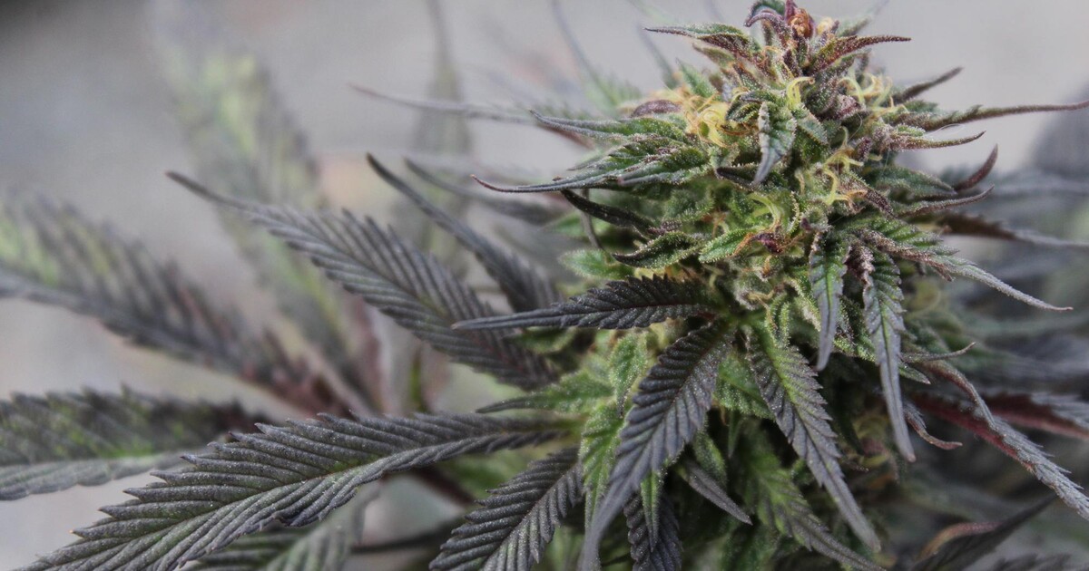 Brňan sušil konopí u svého souseda. Policistům pak tvrdil, že je to bazalka