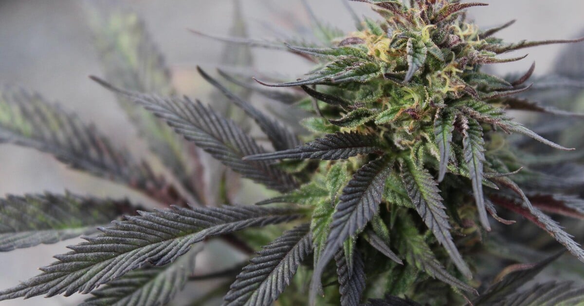 Teprve devatenáctiletí Češi dostali za brutální vraždu 17,5 a 13 let vězení. Oběť napadli zfetovaní během loupeže