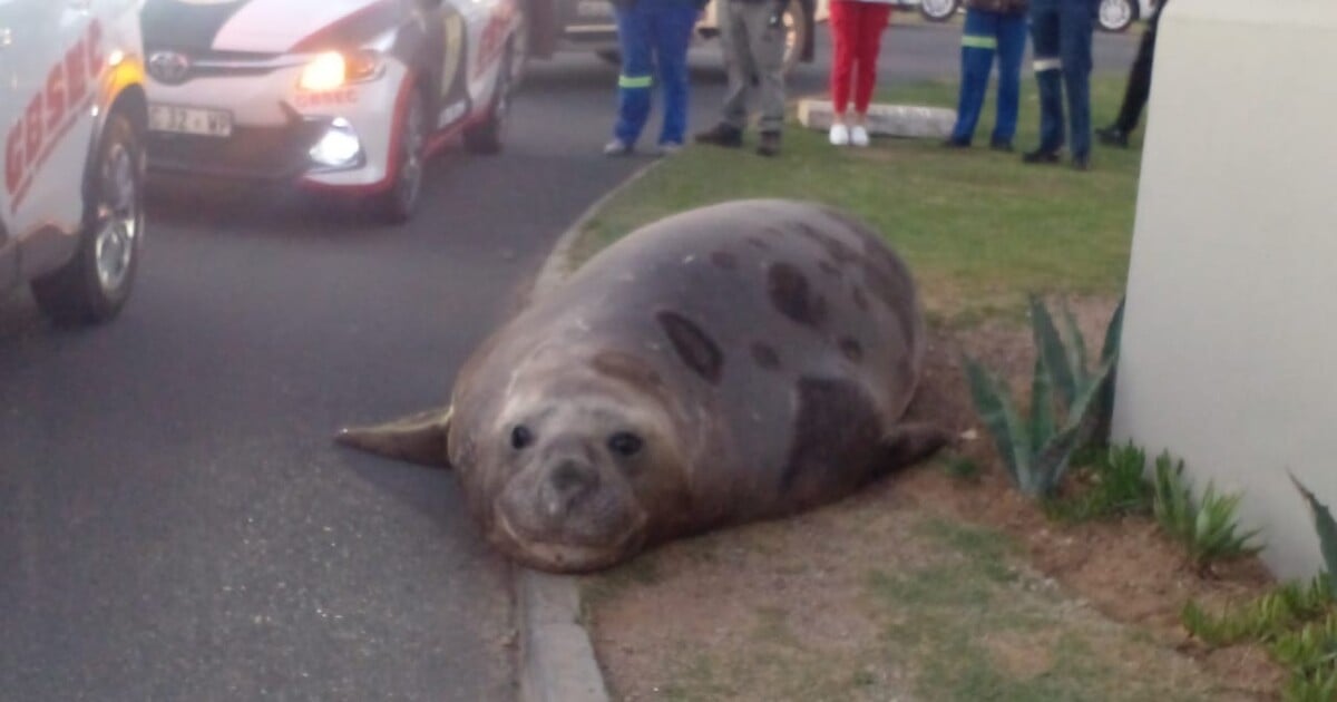 VIDEO: Dvoutunový tuleň se dostal na jihoafrické předměstí. Záchranná akce trvala devět hodin