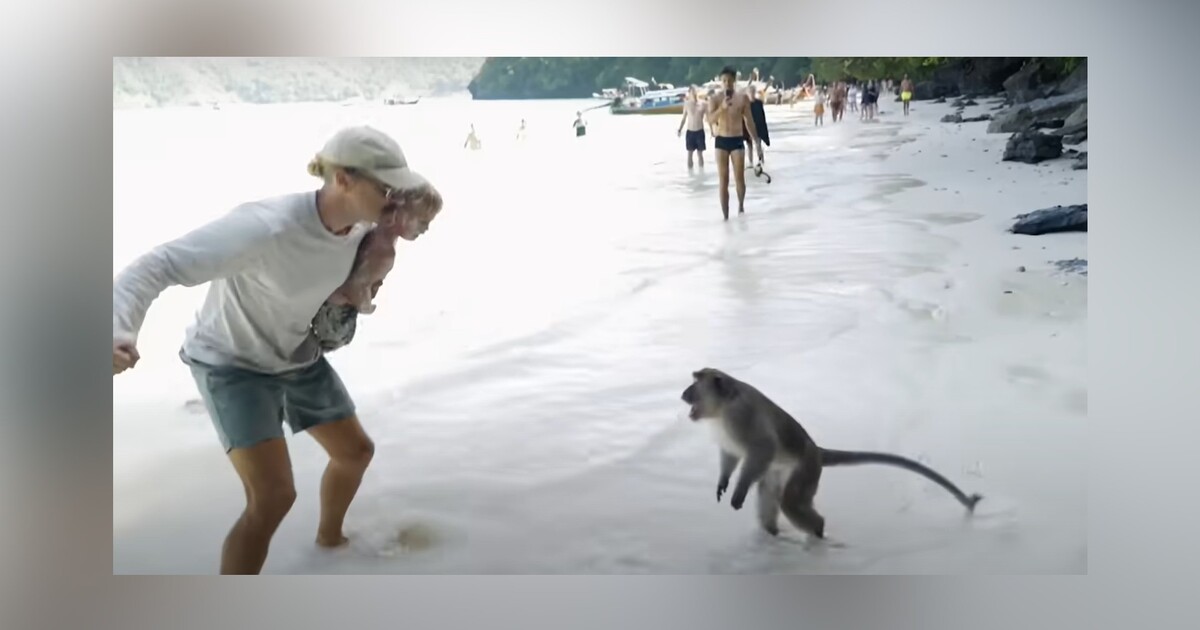 Video: Muž si to rozdal s opicí v pěstním souboji. Na jeho syna útočila celá tlupa divokých makaků