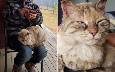 Mačka ako zázrakom prežila 7 dní v austrálskych požiaroch. Nechali ju tam majitelia, pri evakuácii ju nevedeli nájsť. 