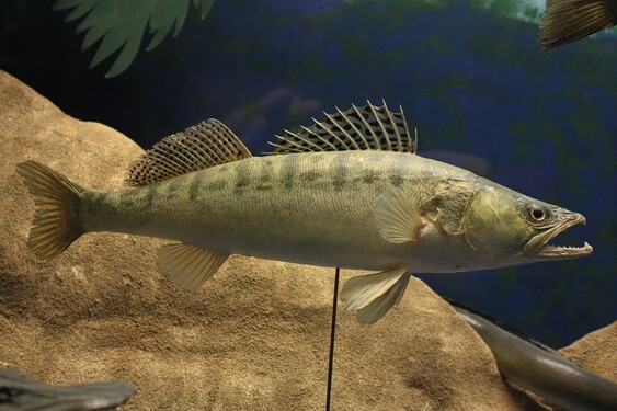 Je čas přitvrdit. Tahle ryba má tzv. psí zuby a dorůstá do délky 130 cm. Poznáš ji?