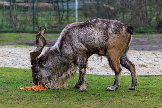 Toto zvíře asi v přírodě nepřehlédneš. Koza šrouborohá na první pohled zaujme svými nezvyklými rohy a místní ji považují za symbol nezdolnosti. Uhádneš, ve které zemi je národním zvířetem?