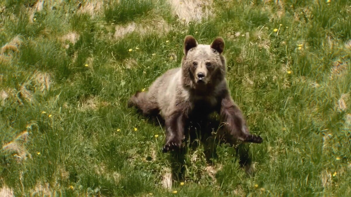 Lebo medveď