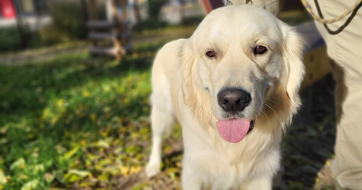 Pejsek Coudy dojal internet: Ztratil se při procházce, za rodinou dojel sám vlakem zpět do Brna.