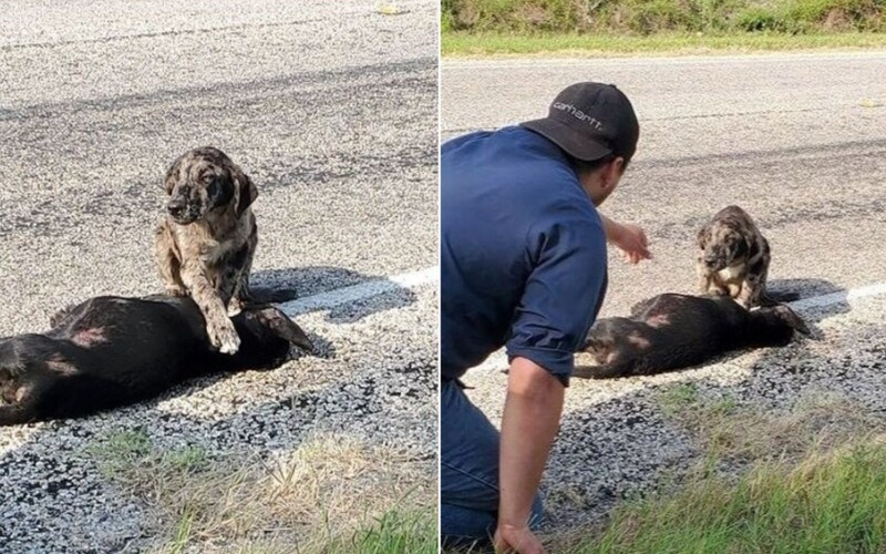 Psík nechcel opustiť svoju sestru, ktorú zrazilo auto. Záchrancovia mu dali meno Strážca.
