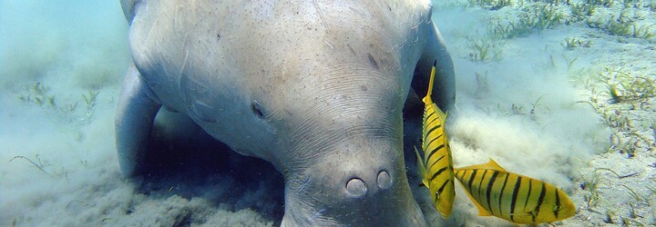 V Číně vyhynul příbuzný kapustňáka jménem dugong. Inspiroval příběhy o mořských pannách