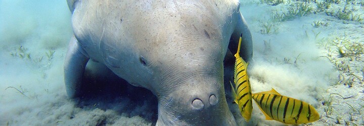 V Číně vyhynul příbuzný kapustňáka jménem dugong. Inspiroval příběhy o mořských pannách