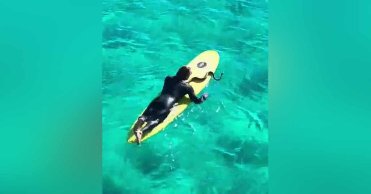 VIDEO: Surfující krajta baví internet. Její majitel ale dostal pokutu