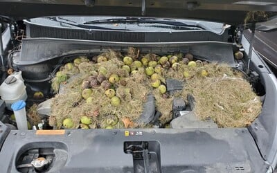 Žene sa naskytol nevšedný pohľad, keď nazrela pod kapotu svojho auta. Na motore našla zimné zásoby veveričiek. Približne 200 orechov zabalených do trávy.