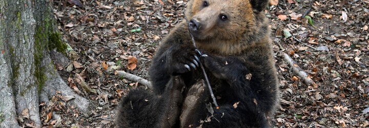 Medvieďa sa predávkovalo halucinogénnym medom, ktorý vie vyvolať eufóriu aj u ľudí