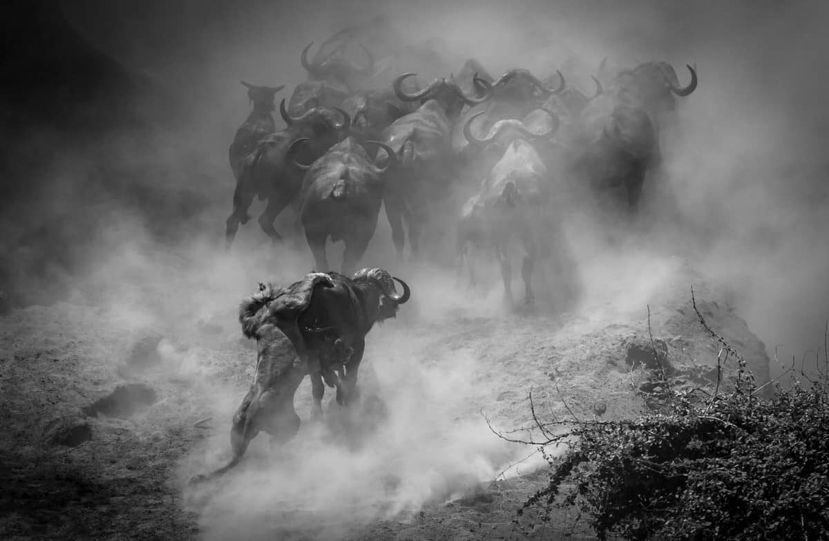 V kategorii „Savci“ vyhrál Jens Cullmann. Jeho snímek se jmenuje „Poslední tanec?“. Zobrazuje lva v národním parku Mana Pools v Zimbabwe, který loví ve stádu bizonů.