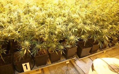 Kriminalisté na Českokrumlovsku odhalili čtyři pěstírny marihuany.