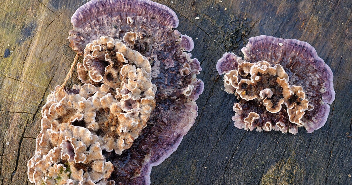 Ind se jako první na světě nakazil houbovou infekcí rostlin. Vědci řekli, zda hrozí rozšíření i na další lidi