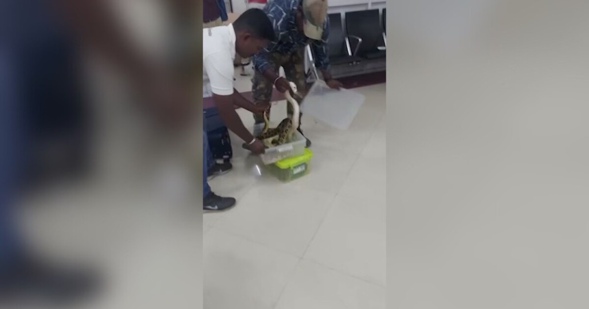 Video: Žena propašovala do Indie 22 hadů v kufru. Odhalila je až letištní kontrola