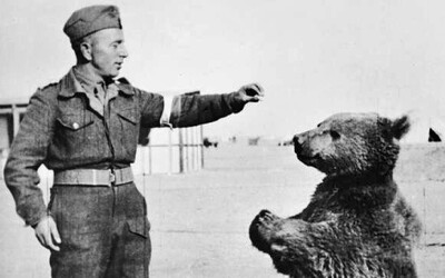 Medveď Wojtek bol vojenským dôstojníkom, nosil delostrelecké granáty a pil pivo. Spojencom pomohol vyhrať bitku pri Monte Cassino