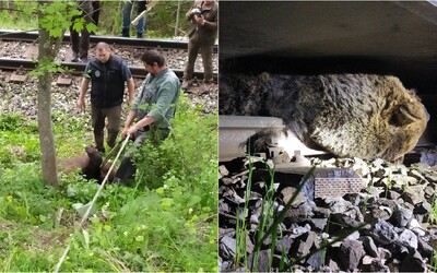 Vo Vysokých Tatrách zahynul pod kolesami električky 10-ročný medveď.