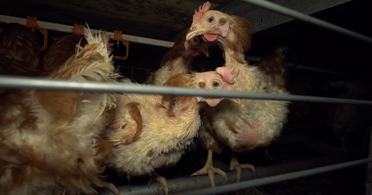 Vejce z klecových chovů už od ledna neprodávají žádné řetězce v Česku. Kromě jediného