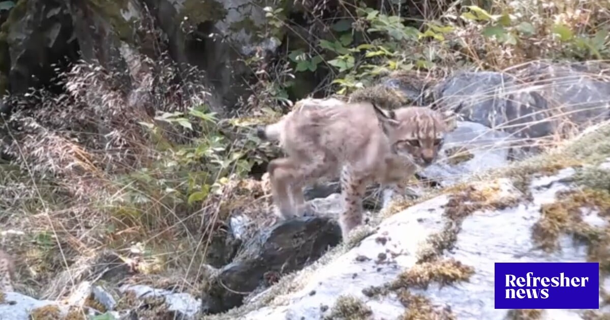 FOTO: V jižních Čechách se objevila rysí mláďata. Vznikly vzácné záběry ...