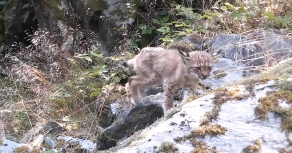 FOTO: V jižních Čechách se objevila rysí mláďata. Vznikly vzácné záběry